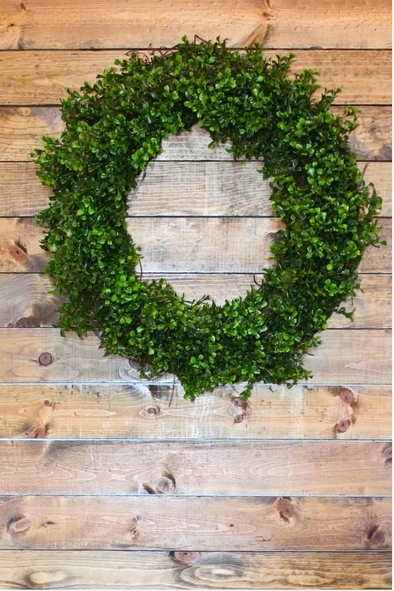  A completed DIY boxwood wreath with a clean, unembellished look hanging on a natural wood plank wall. The wreath is full and round.