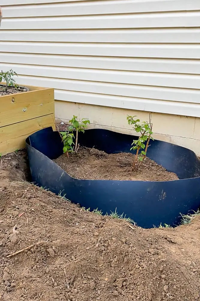 Close-up view of raspberry bushes growing beside a tall raised planter box, contained neatly with a buried root control sheet for garden maintenance.