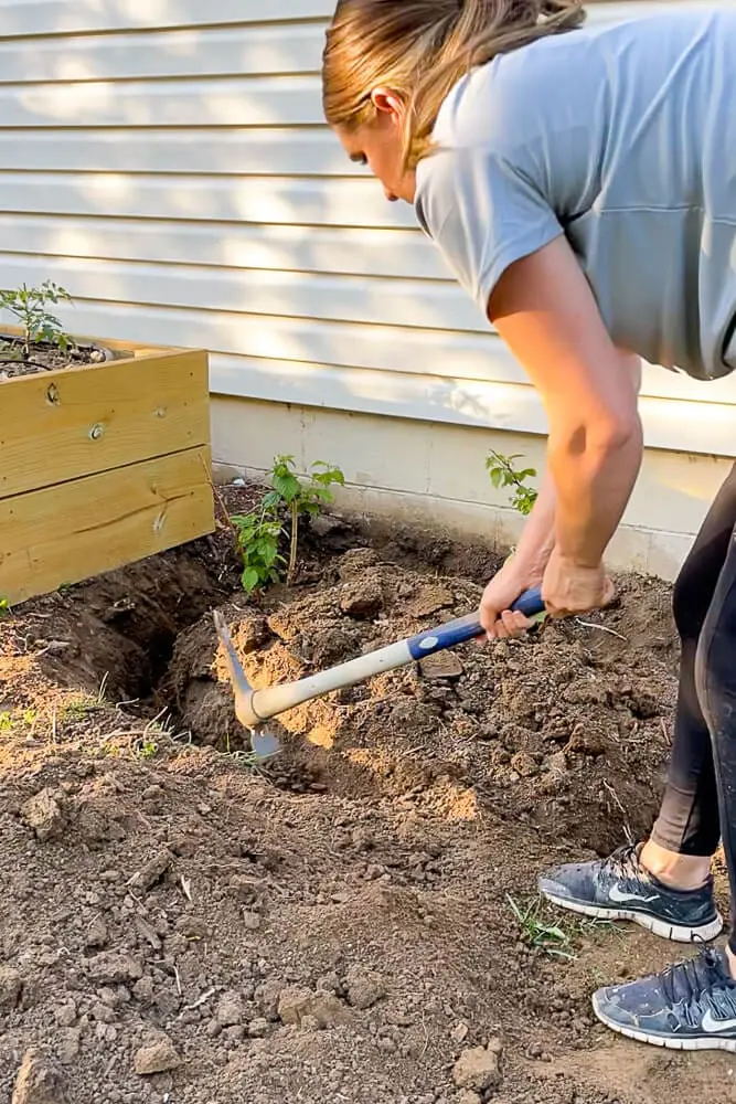 Woman using a pickaxe to dig a trench alongside her house to install a root barrier for raspberry plants in a DIY garden setup.