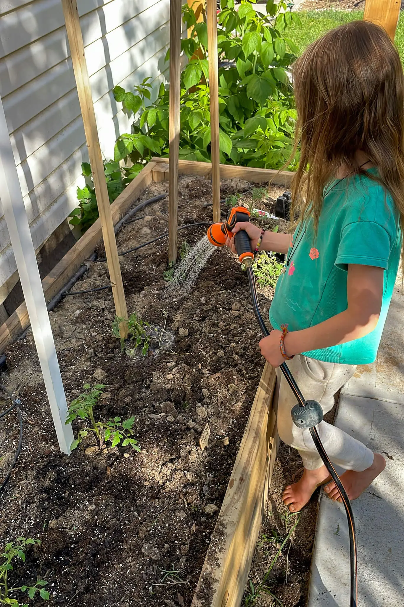 Young girl watering a raised garden bed with a hose, standing barefoot on a concrete path next to a house, with tomato plants and trellises in the background.