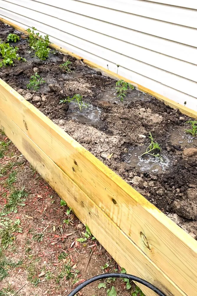 Overview of raised garden beds with complete drip irrigation system installed