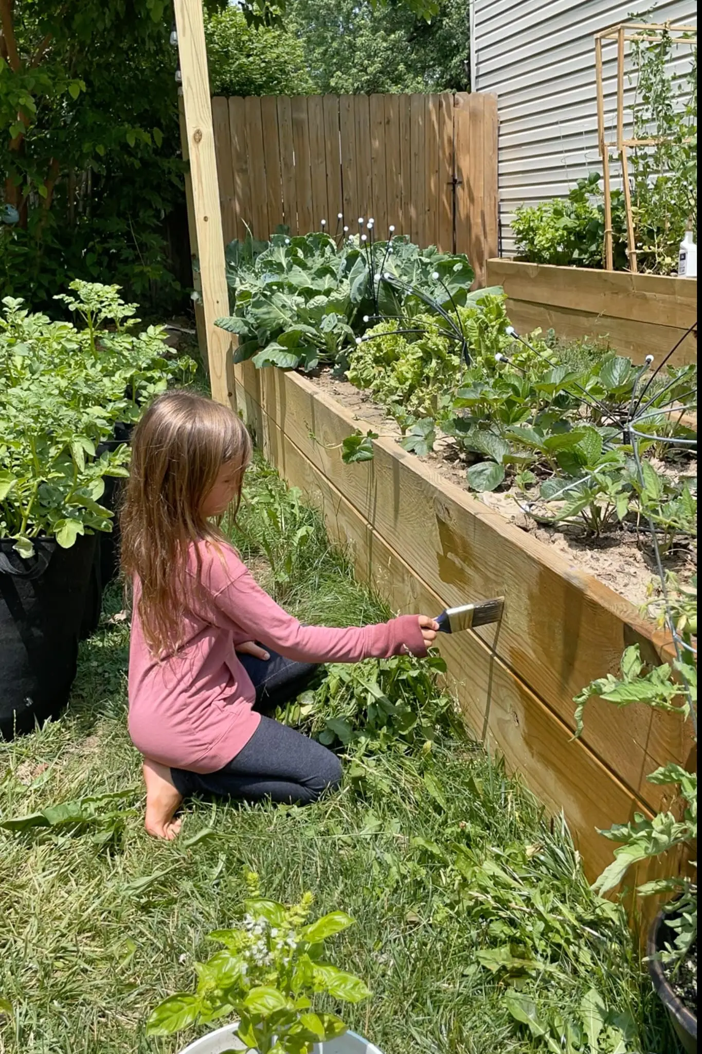 Freshly stained tall wooden planter box in a backyard garden, showing rich cedar tones and clean, straight edges on pressure-treated wood.