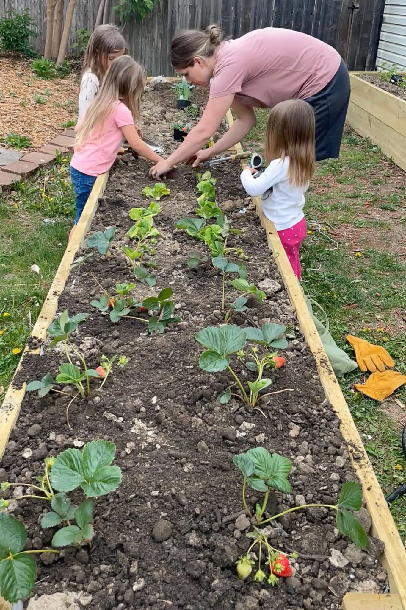 Step-by-step view of a raised garden bed being assembled, with pressure-treated boards clamped and drilled into 4x4 posts during outdoor planter box construction.