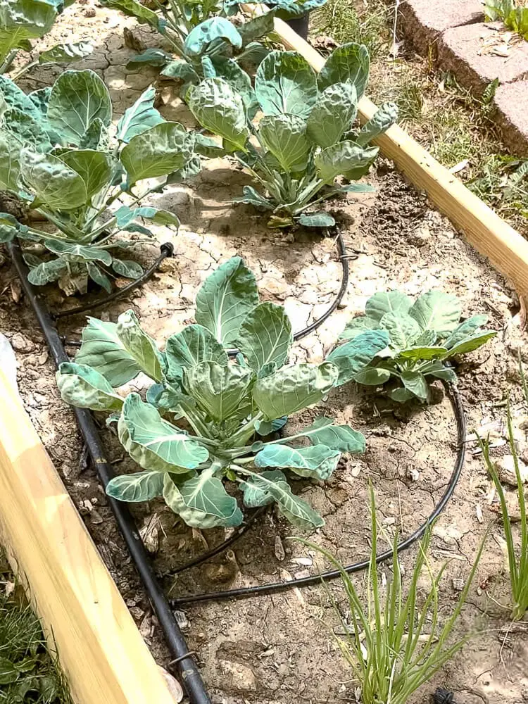 Lettuce plant with drip line delivering water in a raised garden bed setup