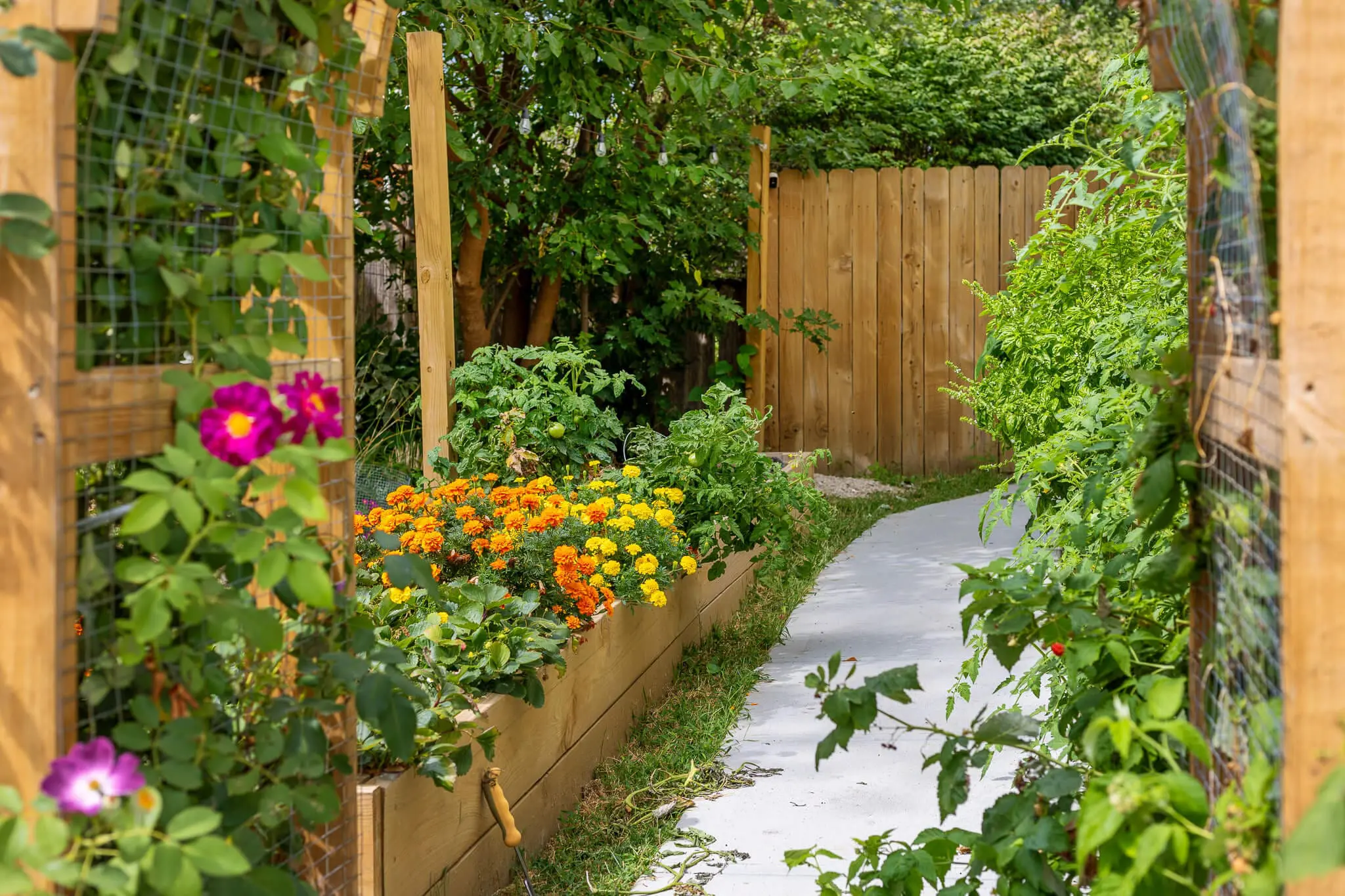 Colorful marigolds, tomatoes, and berry plants growing in tall outdoor planter boxes along a curved garden path with climbing roses and a wooden arbor in view