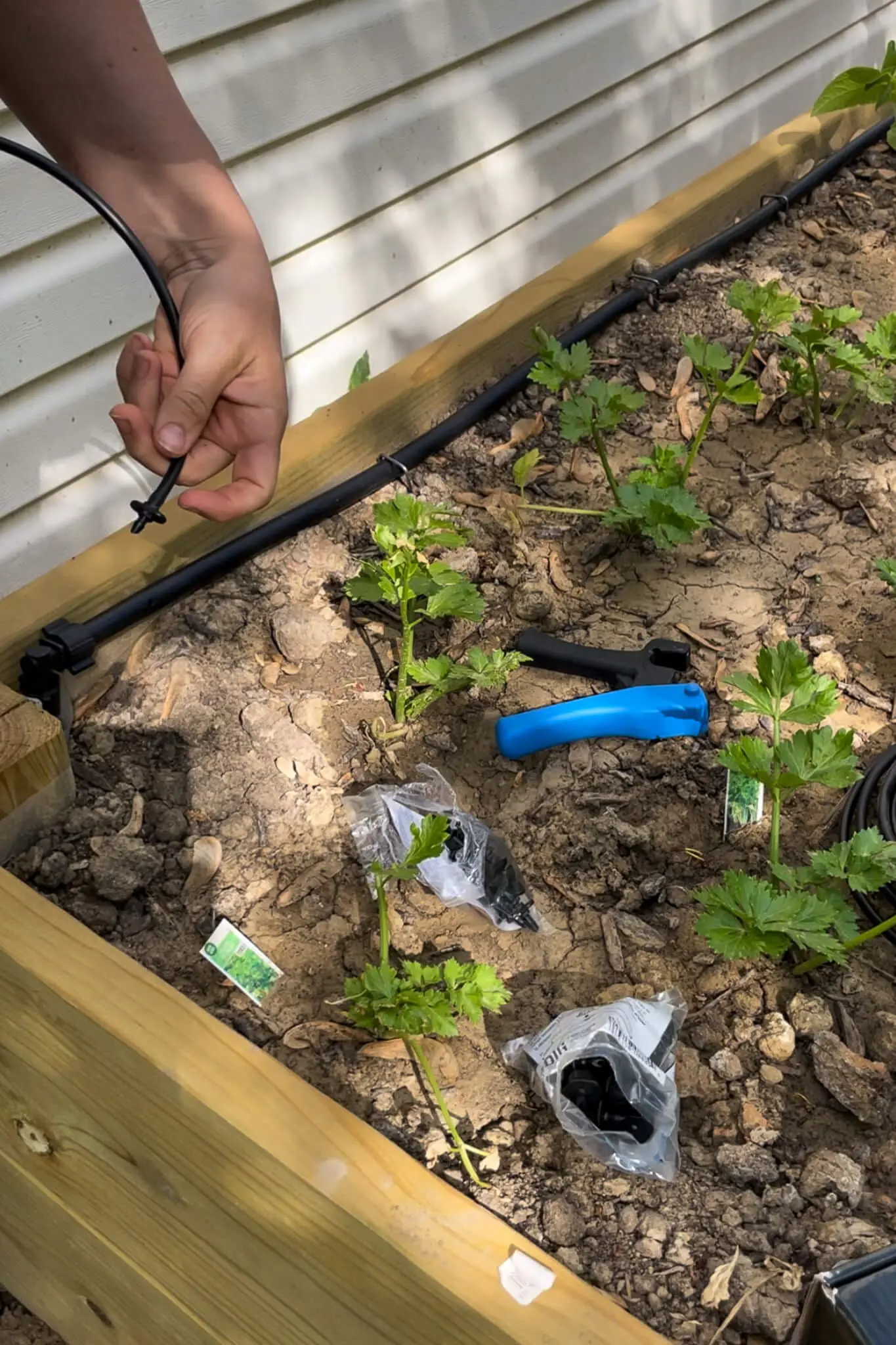 Close-up of a drip system connection inside a raised garden bed, showing black irrigation tubing secured with a plastic fitting near the corner of the wooden frame.