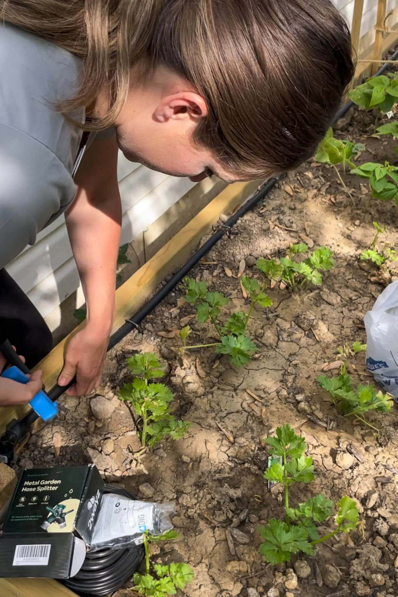 Woman installing a drip system for raised garden beds, attaching black irrigation tubing along the inside edge of a wooden garden box filled with young leafy plants.