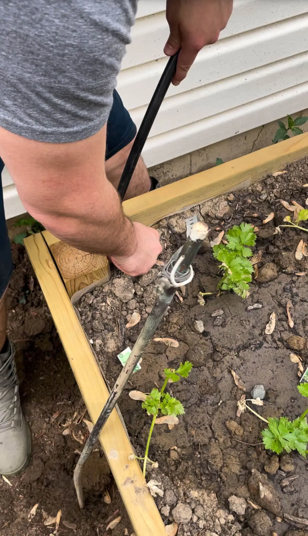 A person installing a mainline drip irrigation hose inside a wooden raised garden bed.