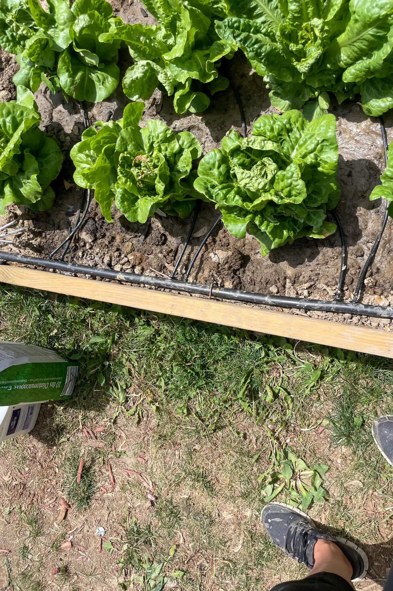 DIY wooden raised garden bed in a backyard, set up for drip irrigation with a mulched base and young vegetable plants