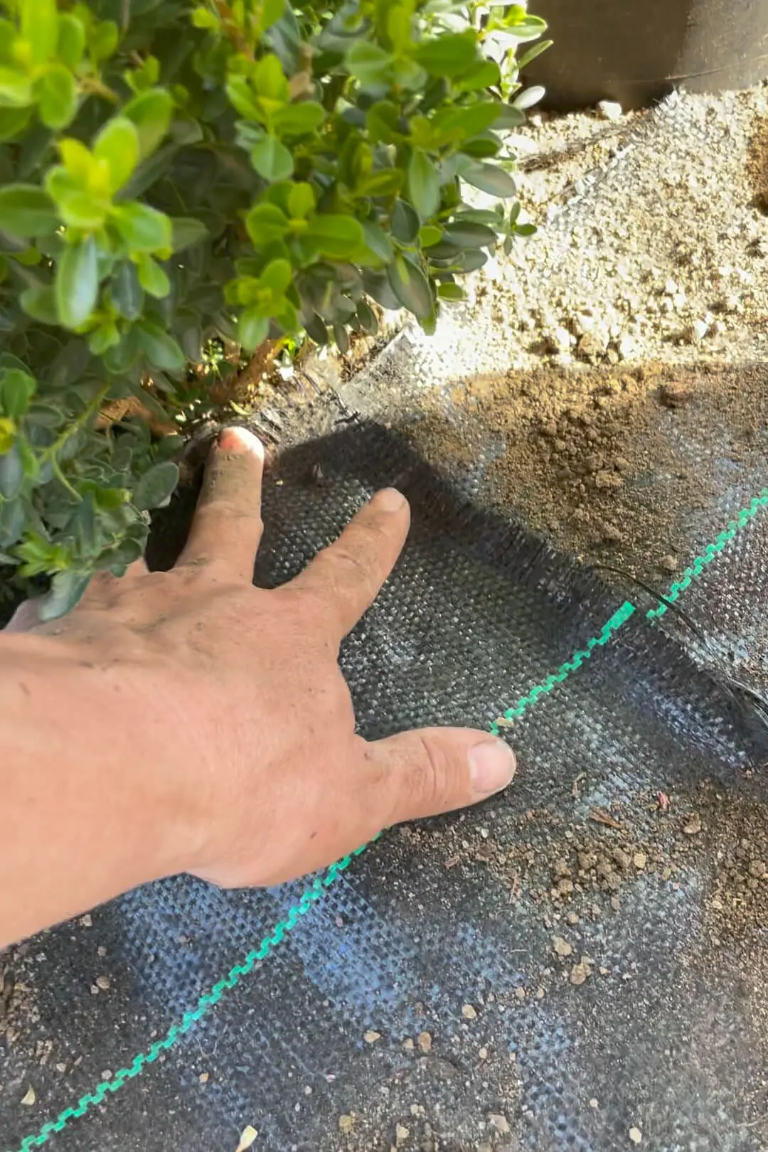 Putting back weed barrier after planting a flower bed.