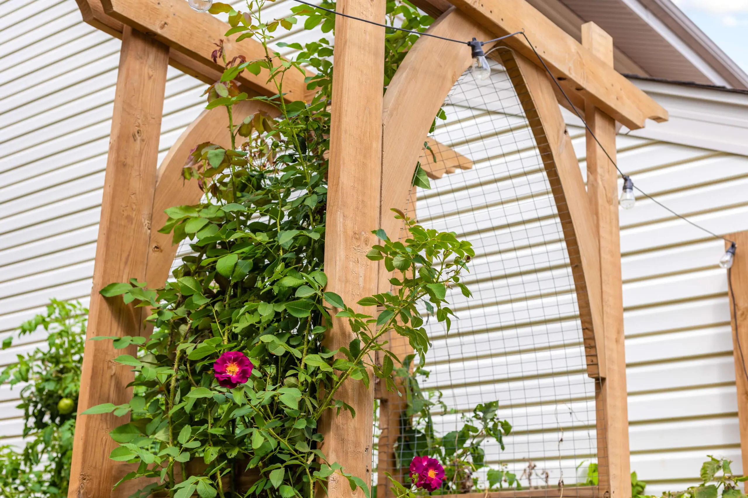 A close-up of a wooden garden arbor featuring an arched trellis panel, with climbing rose vines weaving through the structure. Bright pink blooms pop against the green foliage, with string lights hanging above for a cozy garden ambiance.