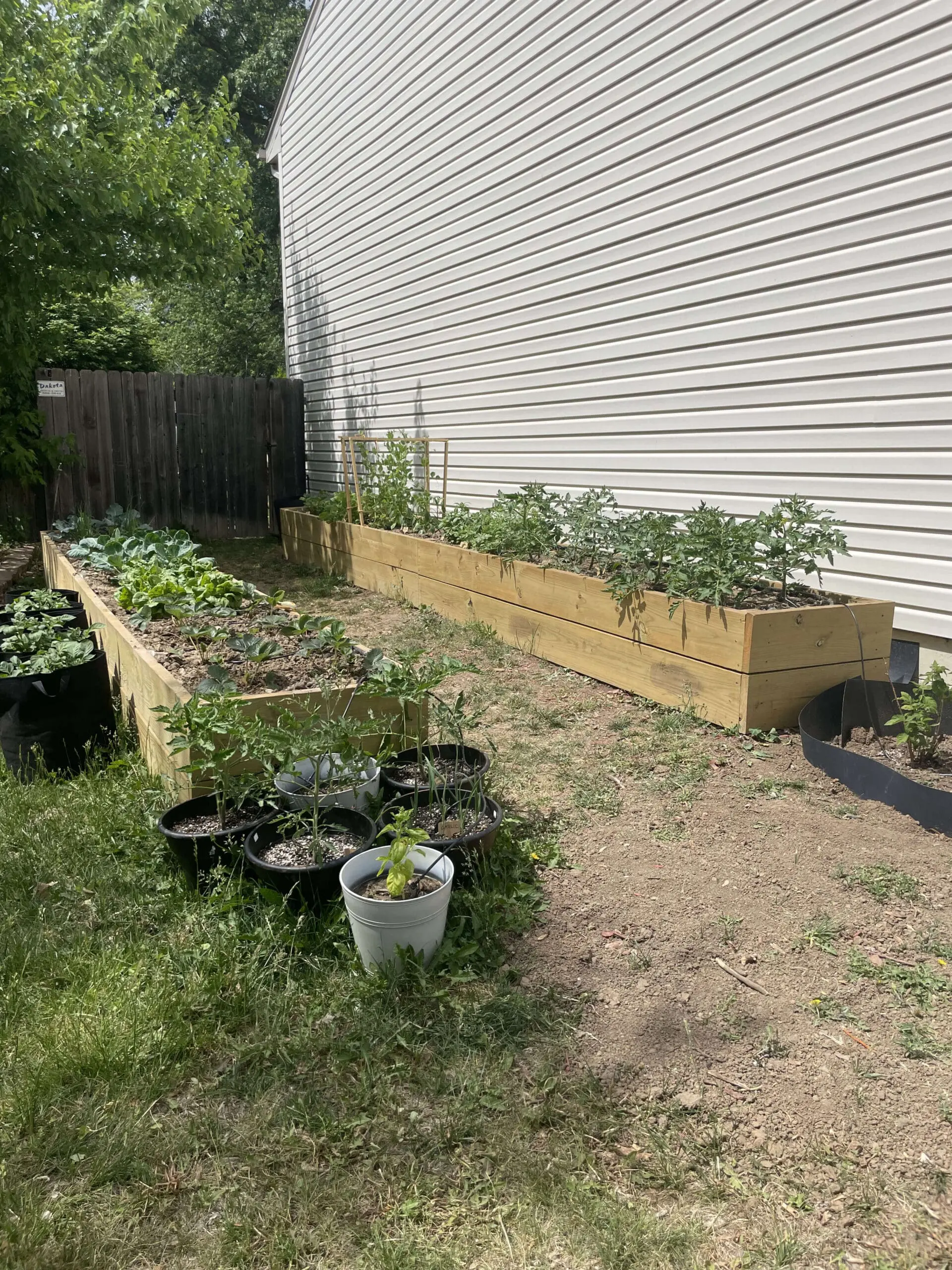 A backyard vegetable garden featuring long, raised wooden garden beds filled with growing plants, including leafy greens and tomato plants. Several potted seedlings sit on the grass in the foreground, waiting to be transplanted. A wooden fence and a white siding house provide a backdrop, with patches of dirt and grass surrounding the garden area.
