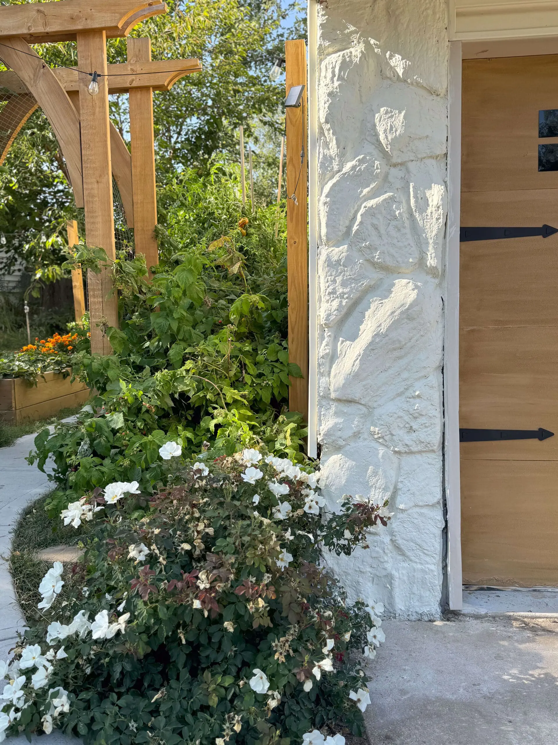 White flowering bush blooming next to a white-painted stone garage wall, with a wooden arbor and raised garden bed overflowing with greenery in the background.