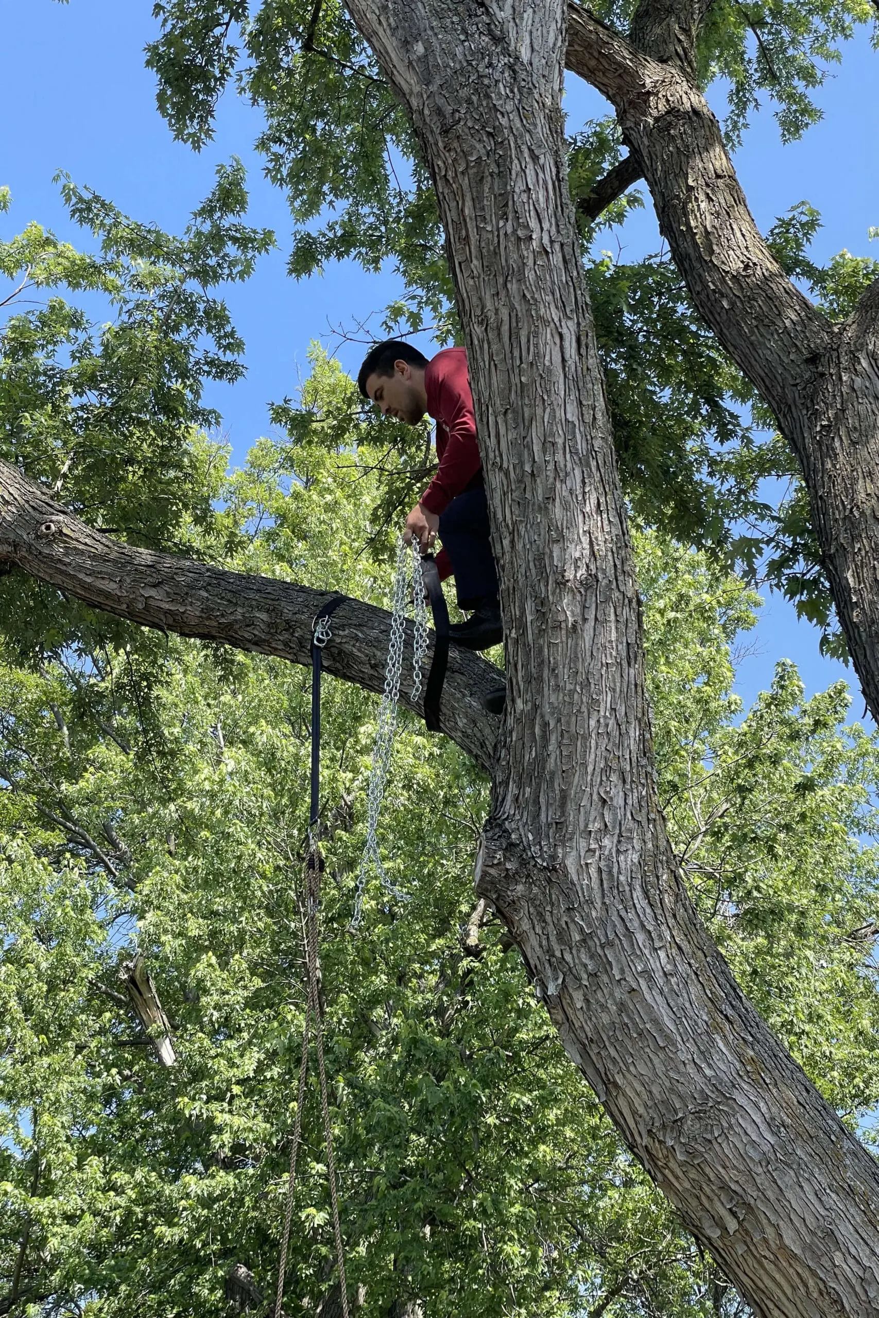 Man in a red shirt perched up high, attaching chains to a backyard toy strap wrapped around a thick branch.