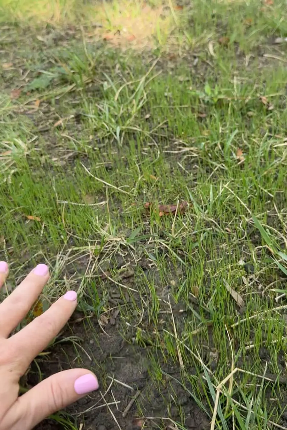 new grass seedlings after reseeding a lawn