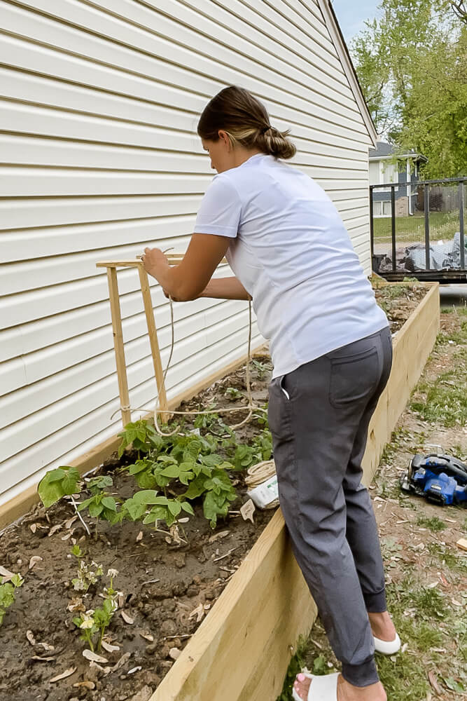 woman building a vine trellis