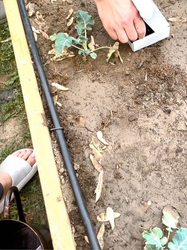 EASY Basic Drip System for Watering Raised Garden Beds Crystel