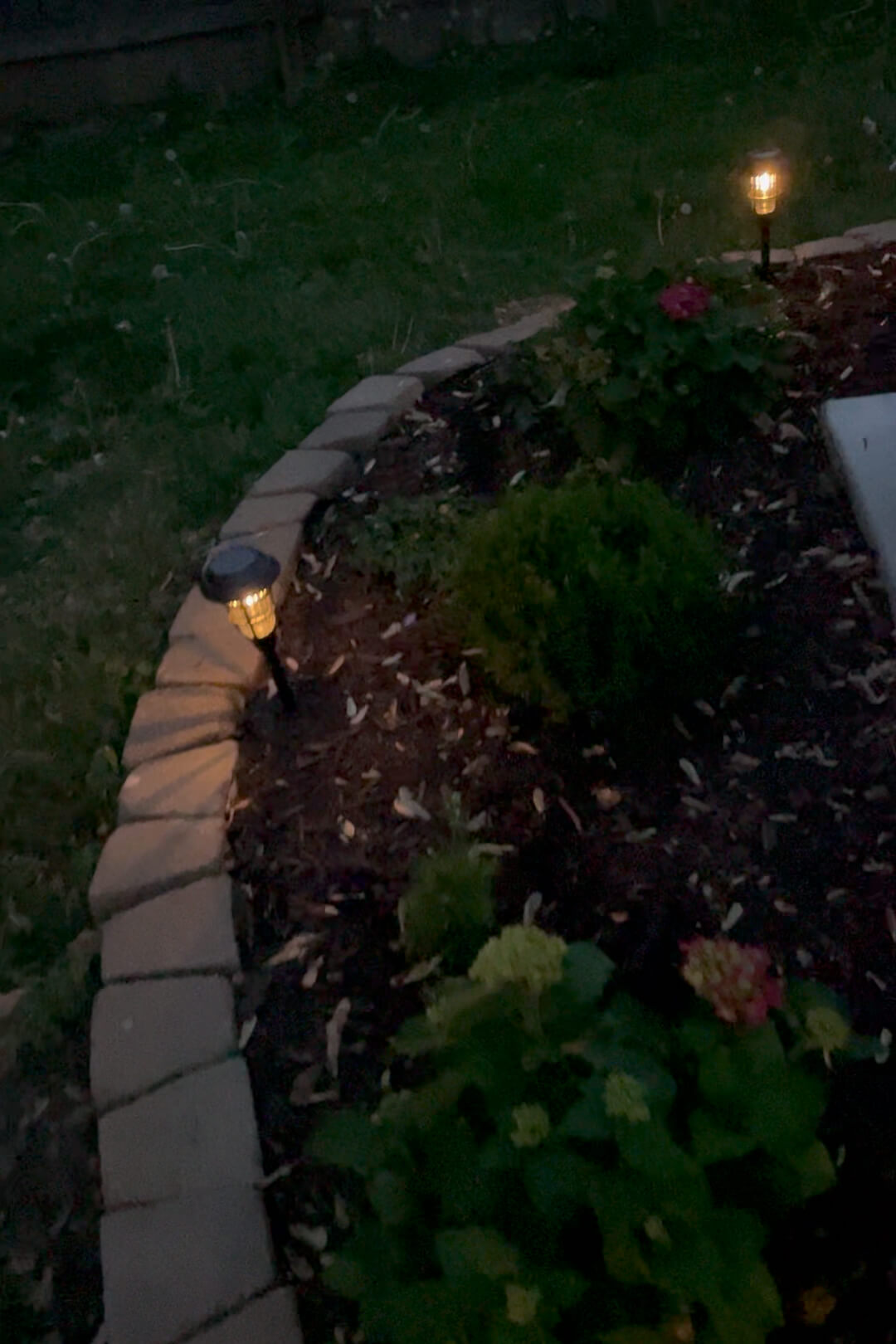 Solar lights in a flower bed at night.