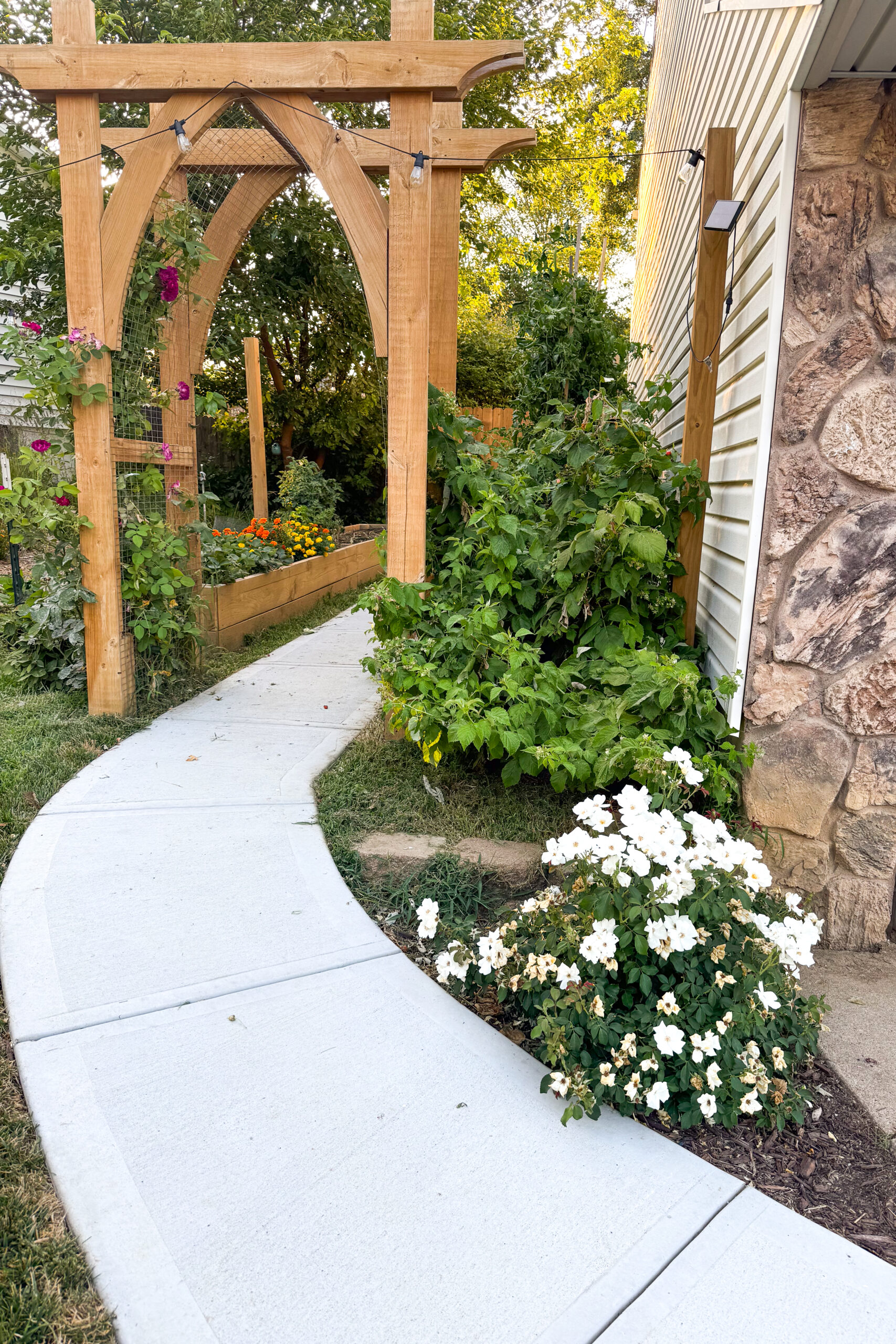 Concrete sidewalk winding underneath a garden arbor.