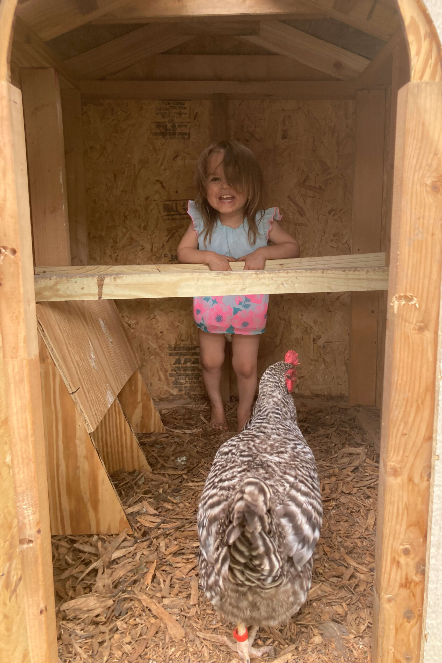 Adding roosts to our low cost DIY chicken coop.