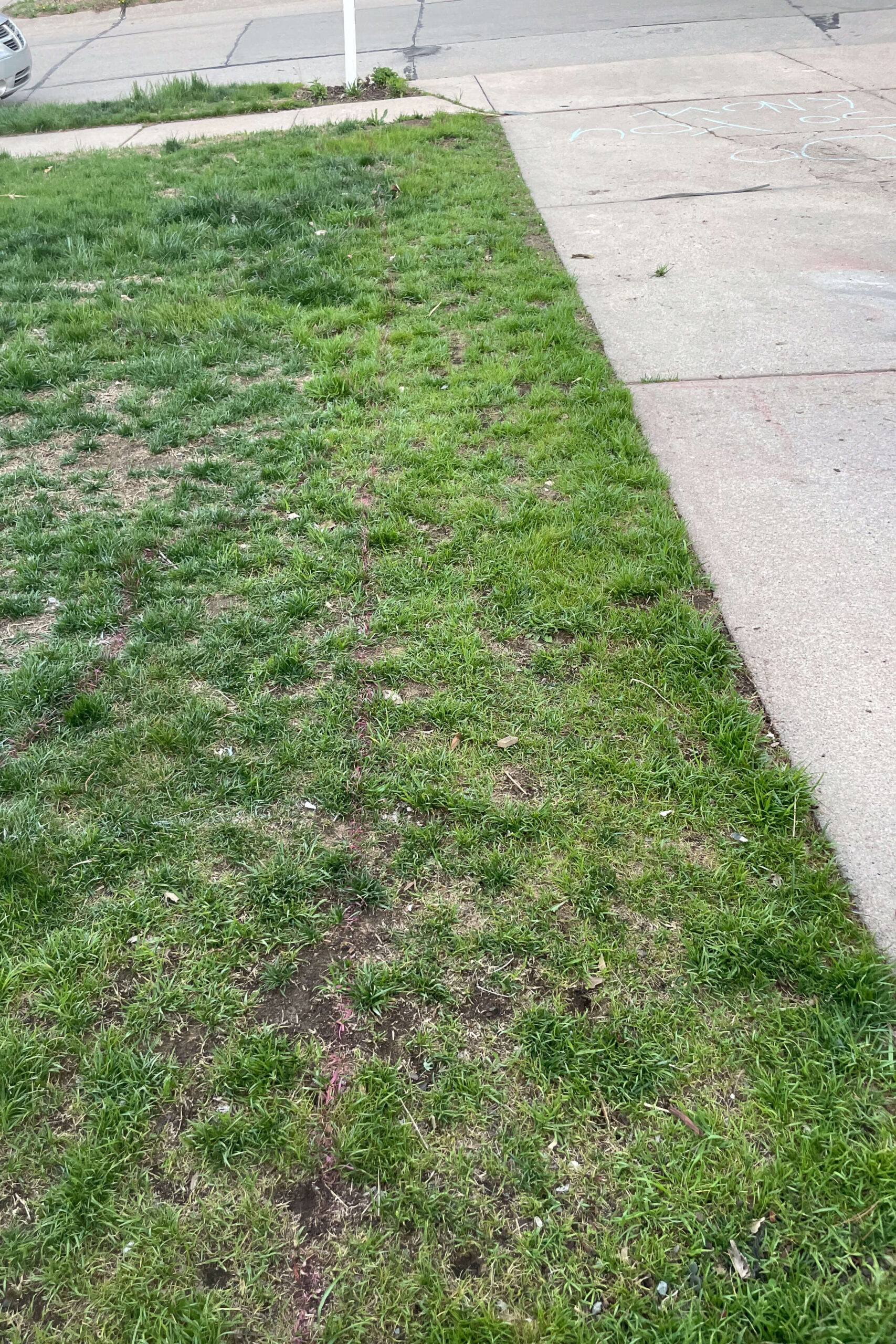 Grass next to driveway.