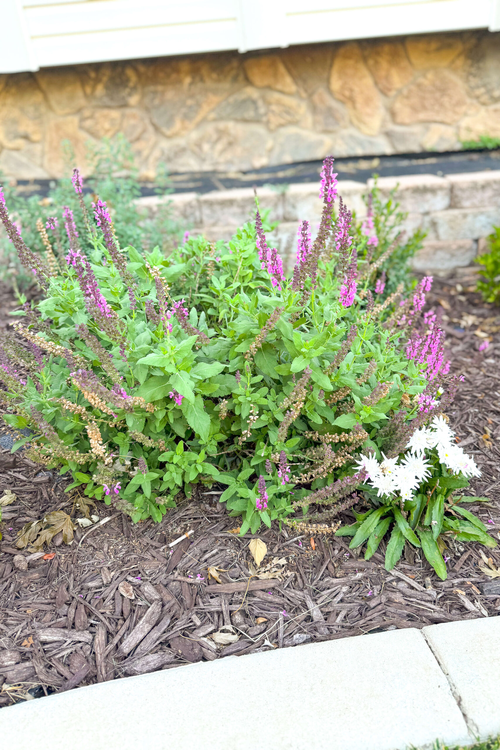 Easy care and low-maintenance plants for DIY landscaping.