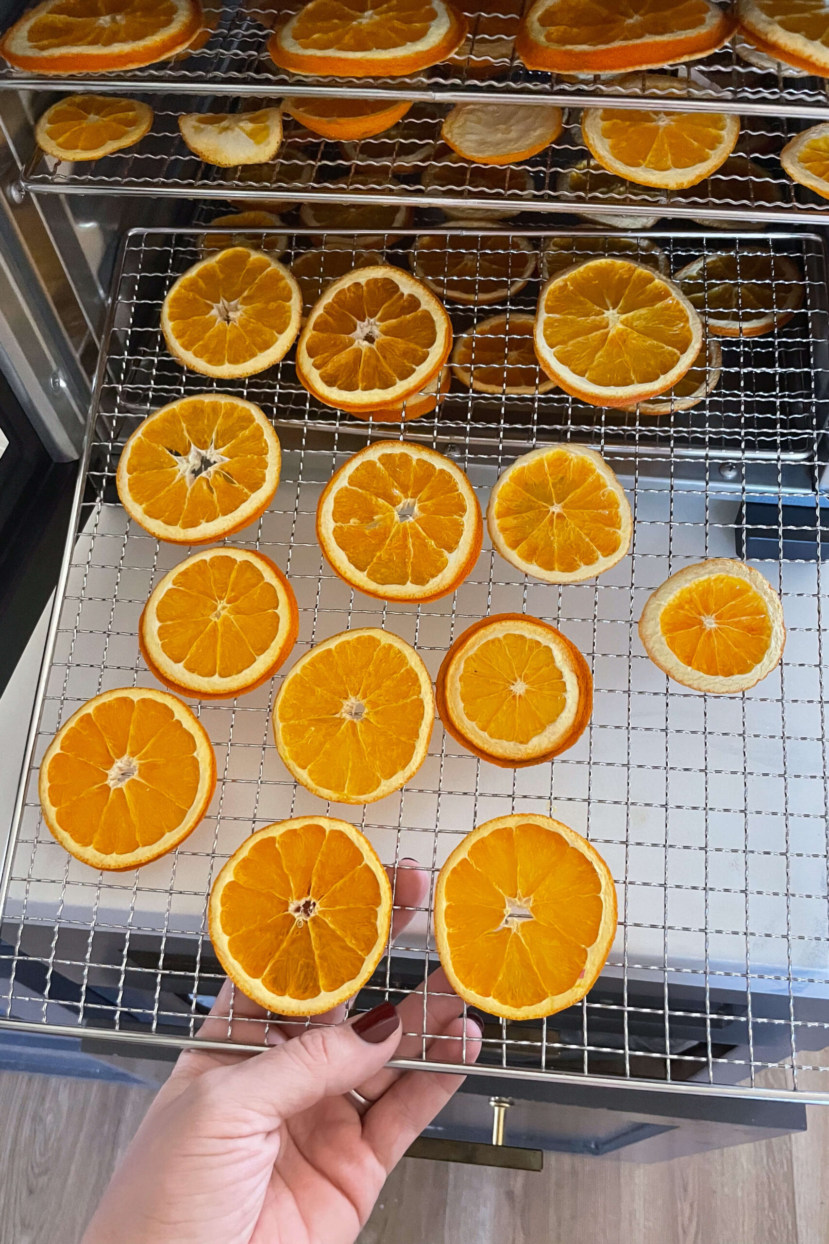 Using a dehydrator to dry oranges for making an orange slice garland. 