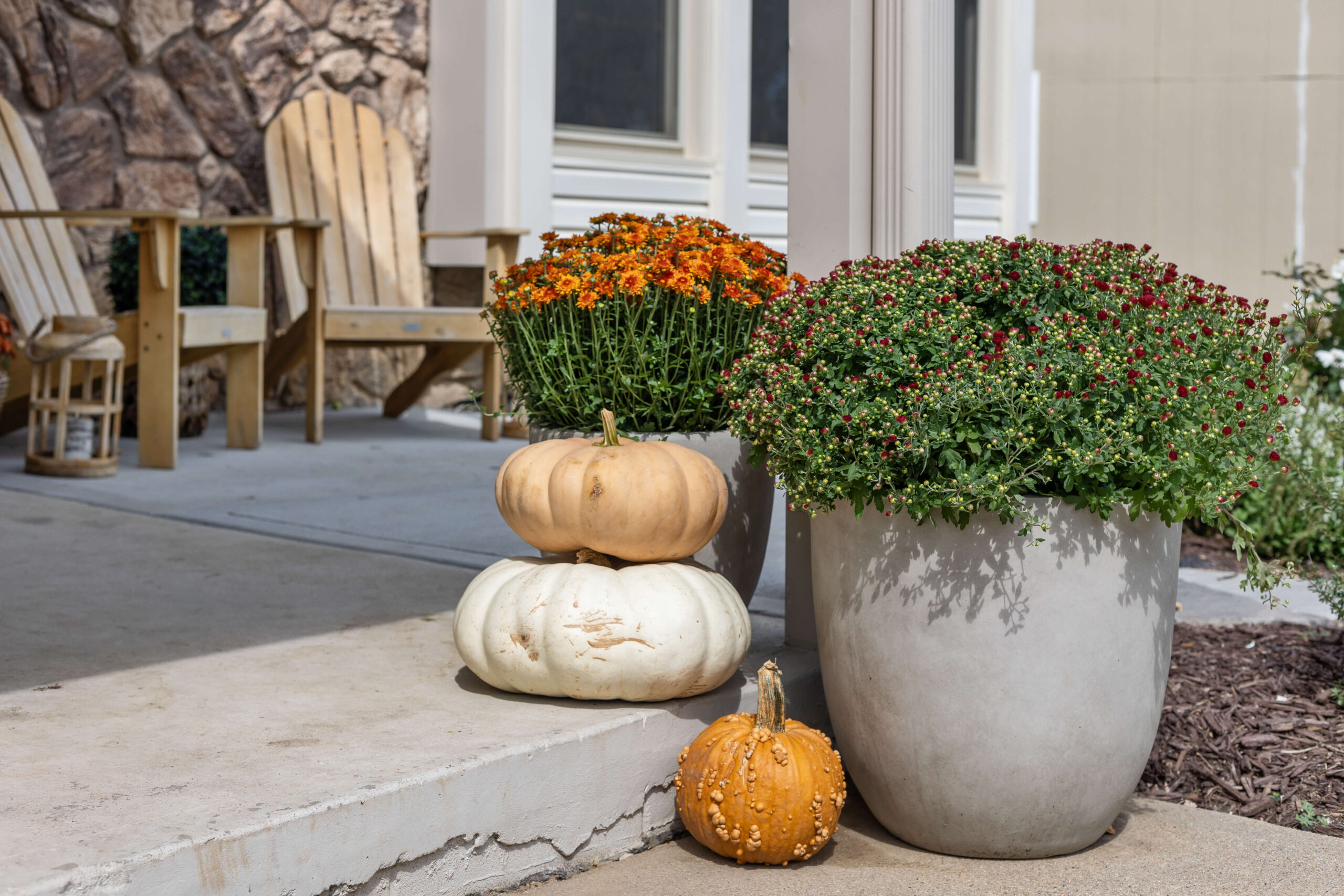 Decorating my front porch with mums and pumpkins.