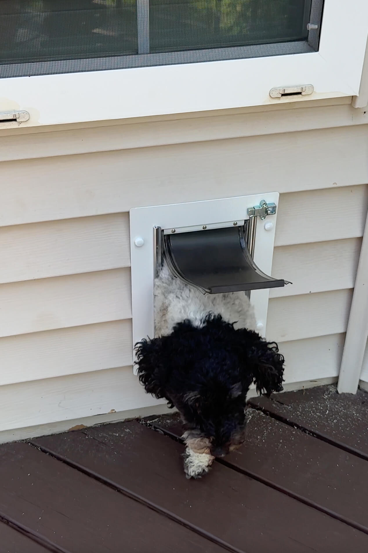 Small black and white dog walking through a wall-mounted dog door onto a brown deck outside.