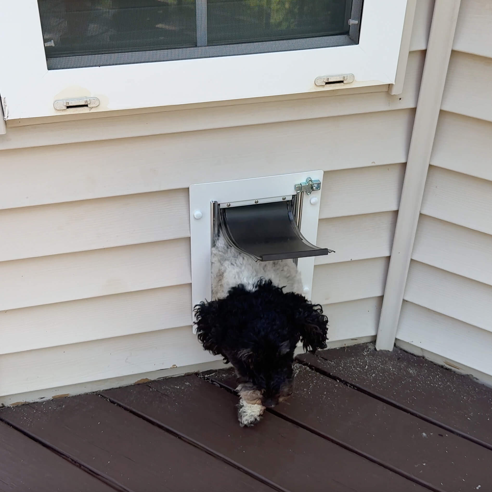Small black and white dog exiting through a wall-mounted dog door installed beneath a window on tan vinyl siding.