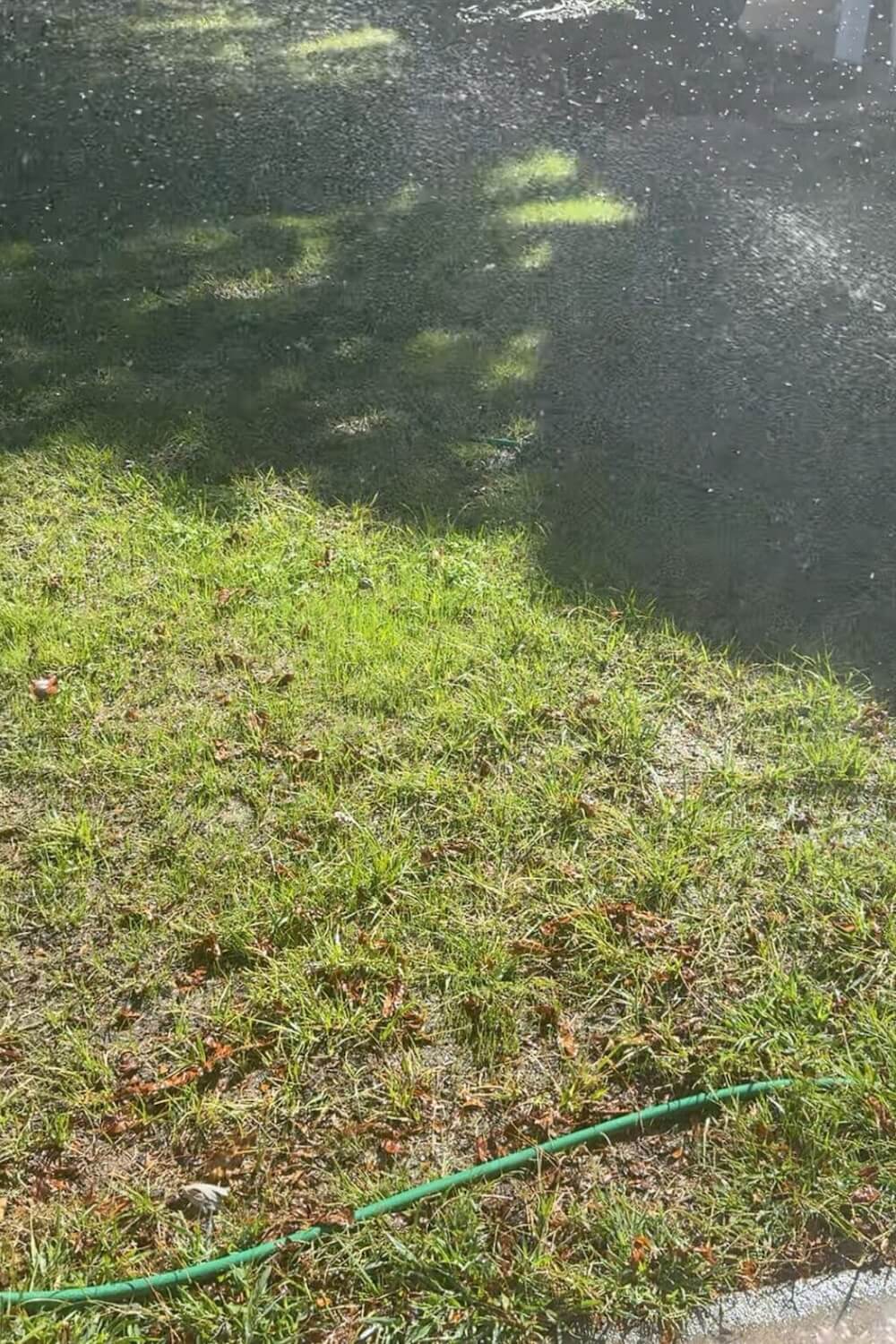 lawn two weeks after reseeding with new green growth