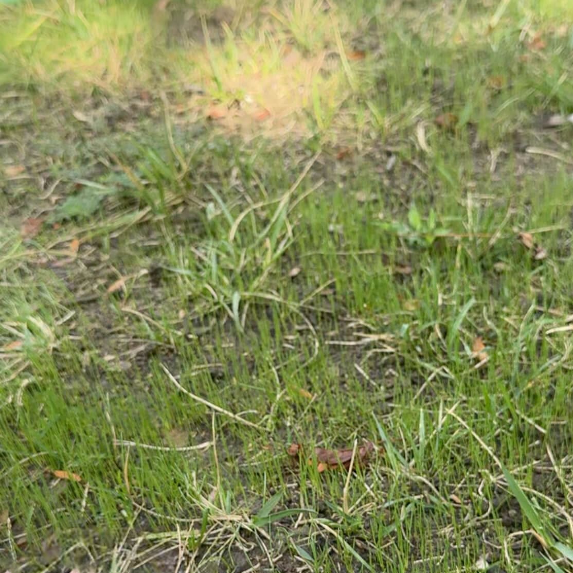 Close-up of new grass seedlings sprouting after reseeding a lawn, filling in bare soil patches.