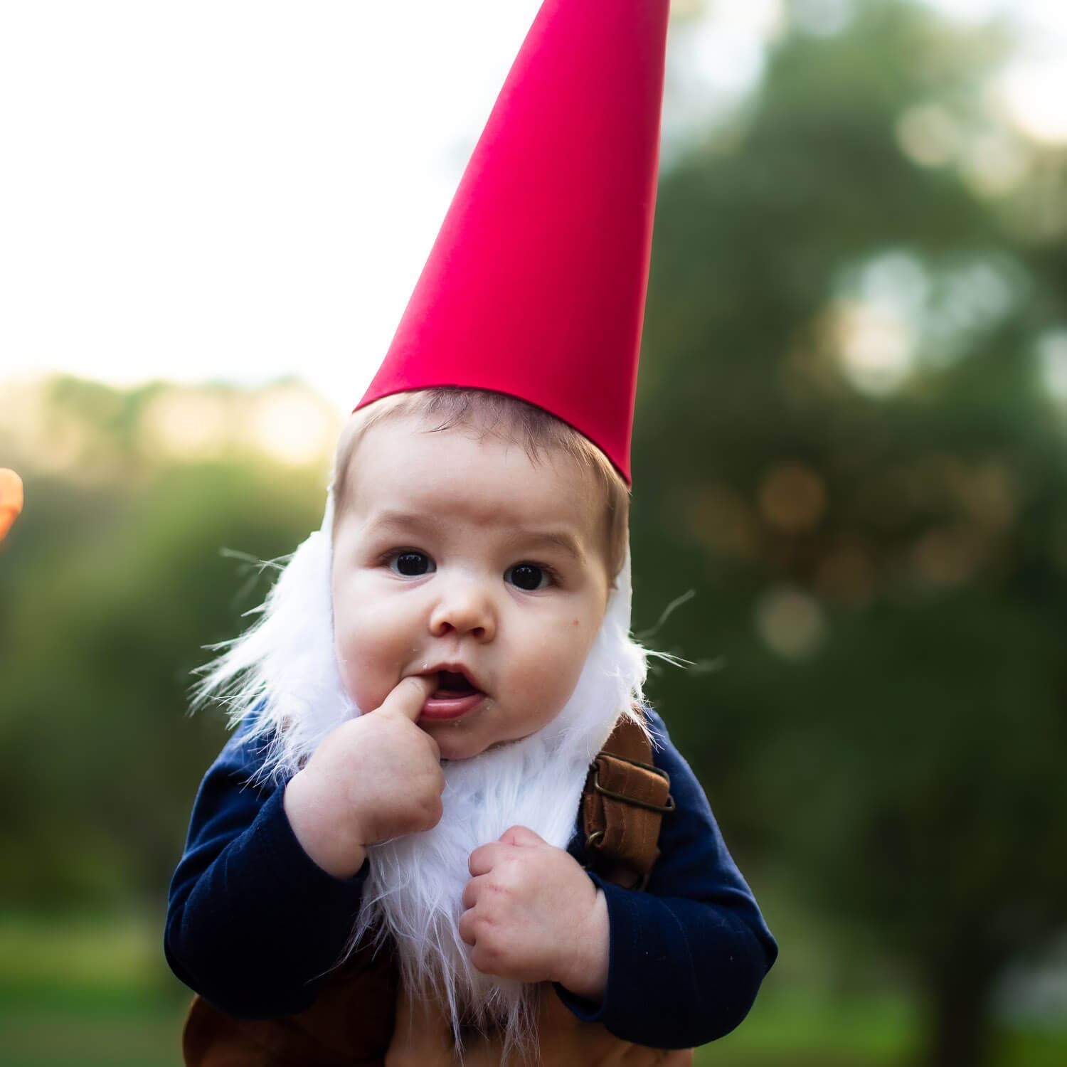 Baby dressed in a no-sew gnome costume with a red cone hat and fluffy white beard, sitting outdoors for a garden-themed Halloween photo.