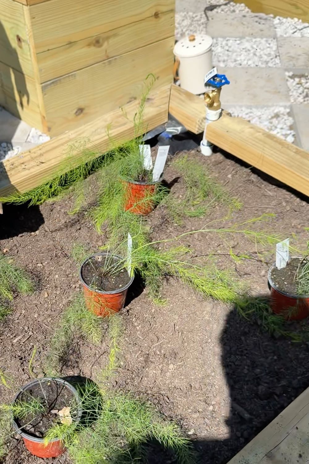 Asparagus plants spaced out in a raised garden bed before planting, with a brass PVC watering spigot installed in the back corner of the box