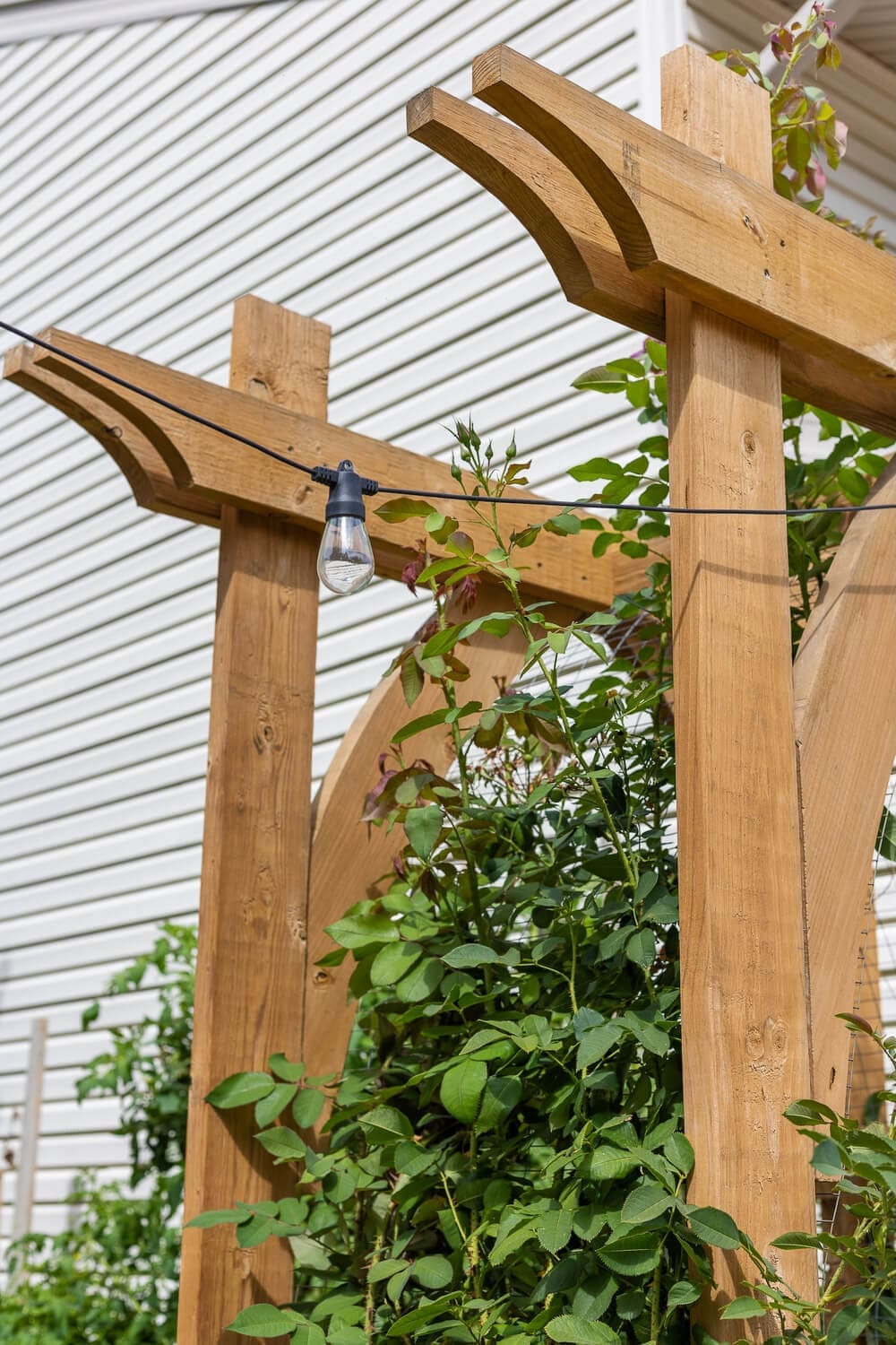 A close-up of a wooden garden arbor featuring an arched trellis panel, with climbing rose vines weaving through the structure. Bright pink blooms pop against the green foliage, with string lights hanging above for a cozy garden ambiance.