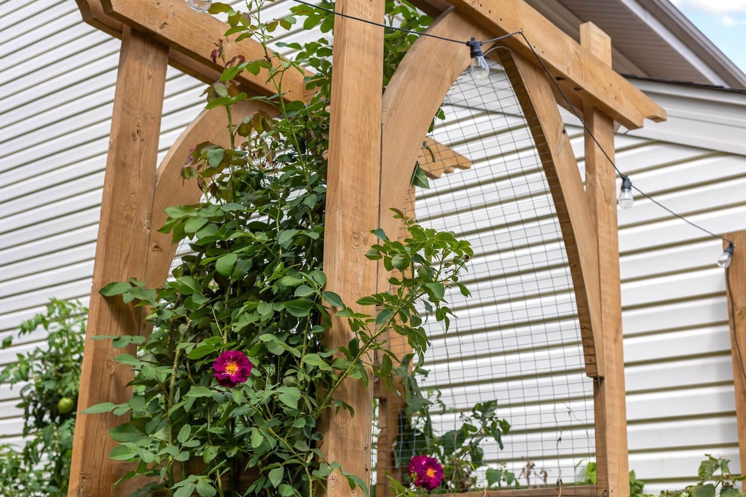 A beautifully crafted wooden garden arbor with an arched trellis, adorned with climbing roses that have deep pink blooms. The arbor is part of a lush backyard garden with raised beds full of greenery, set against a white siding house.