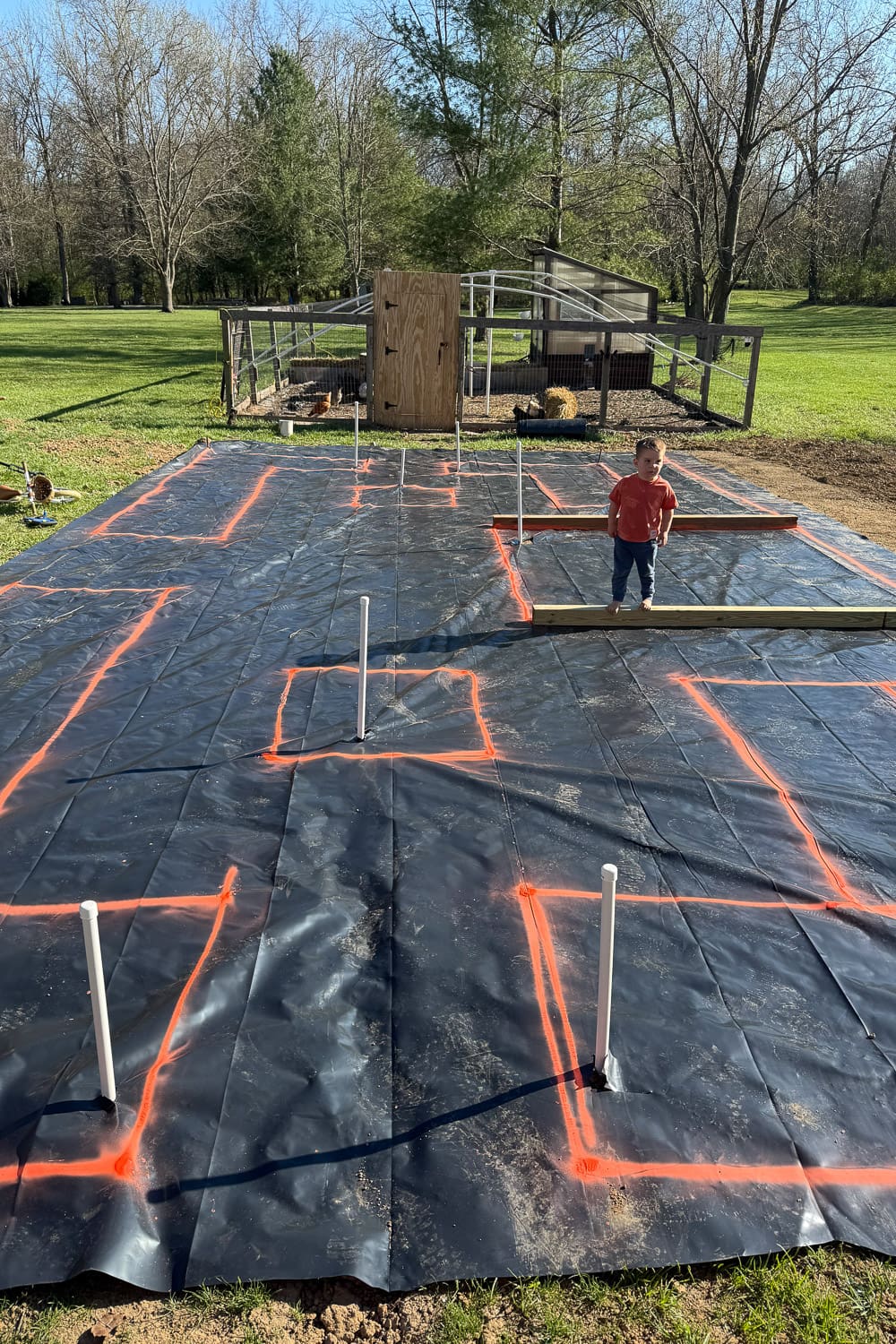 Installing black plastic weed barrier for garden beds with marked layout and framing in place