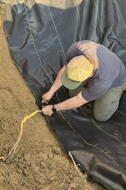 Securing landscape fabric inside a pit to prevent weeds and improve drainage 