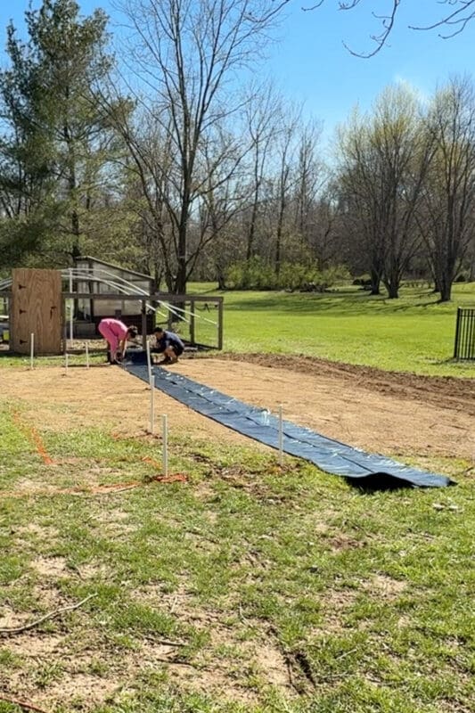 Laying black plastic for weed control in long strips across garden area to prevent weeds