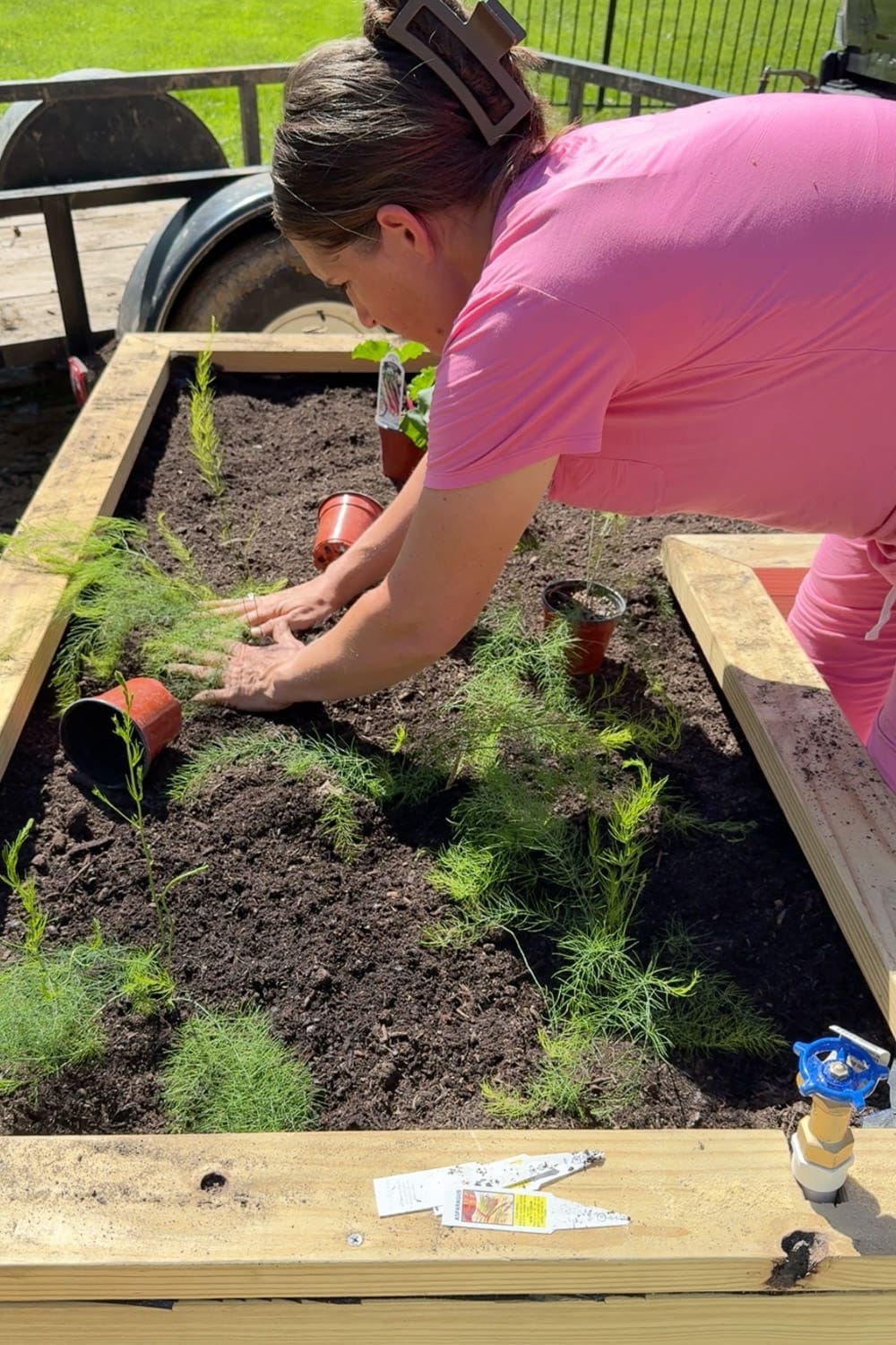 Planting asparagus in a wooden raised garden bed with a built-in PVC watering spigot visible in the front corner