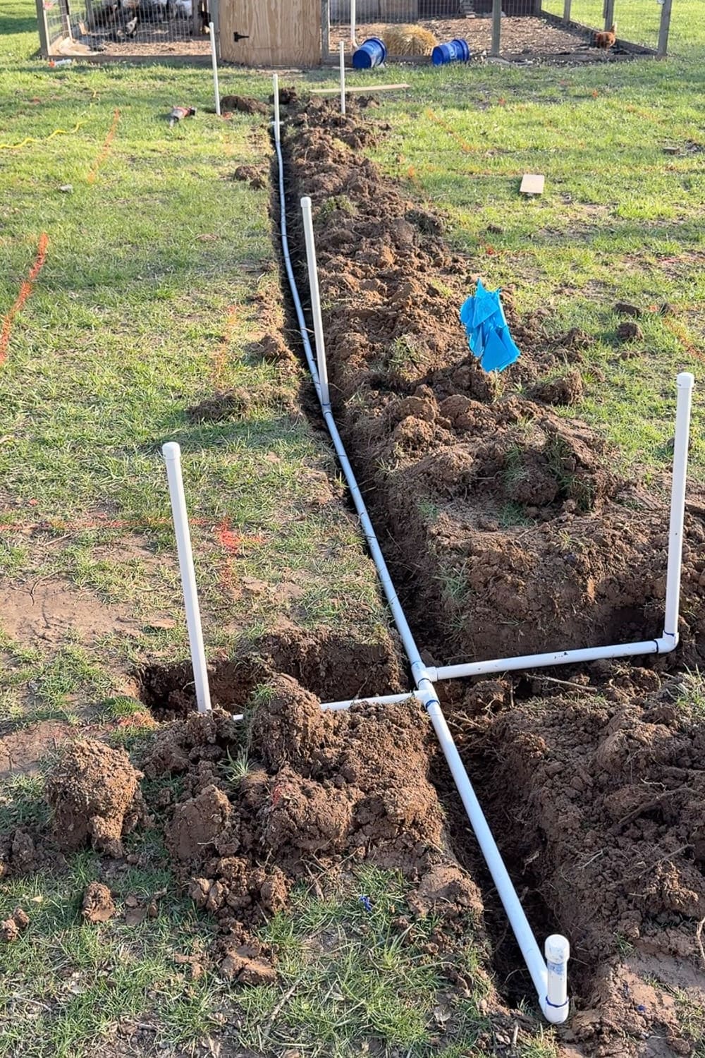 Completed PVC pipe trench layout with multiple vertical spigot risers running across the yard toward the chicken coop, ready to be backfilled