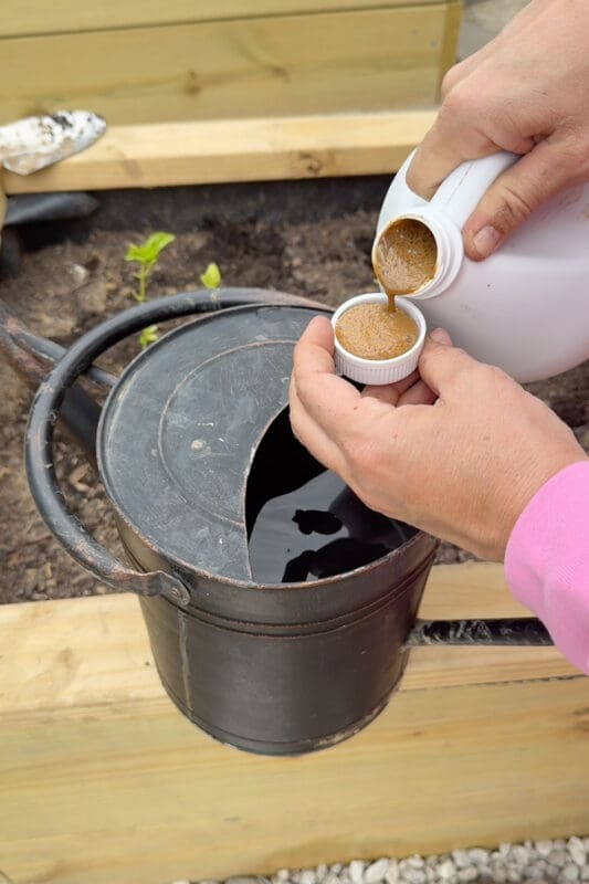 adding-fish-fertilizer-watering-can-vegetable-garden
