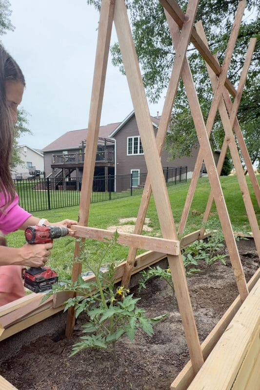 Gardener attaching a horizontal support rail across the A-frame of a DIY tomato trellis over a raised bed of tomato plants