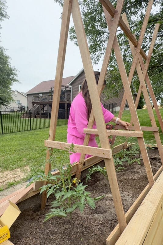 Drilling a lower crossbar onto a finished DIY tomato trellis spanning a raised garden bed with growing tomato plants