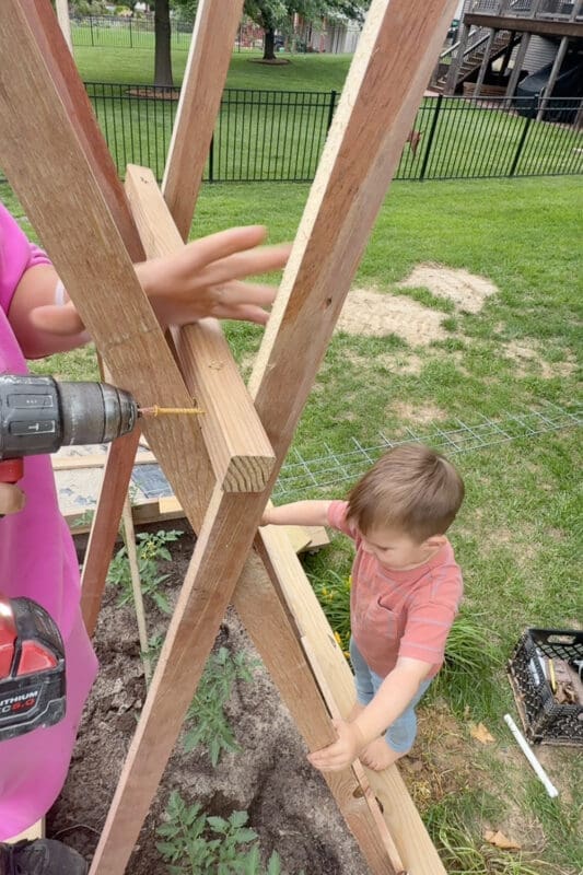 Drilling a horizontal crossbar onto the angled stakes of a DIY tomato trellis while a young child helps steady the wood