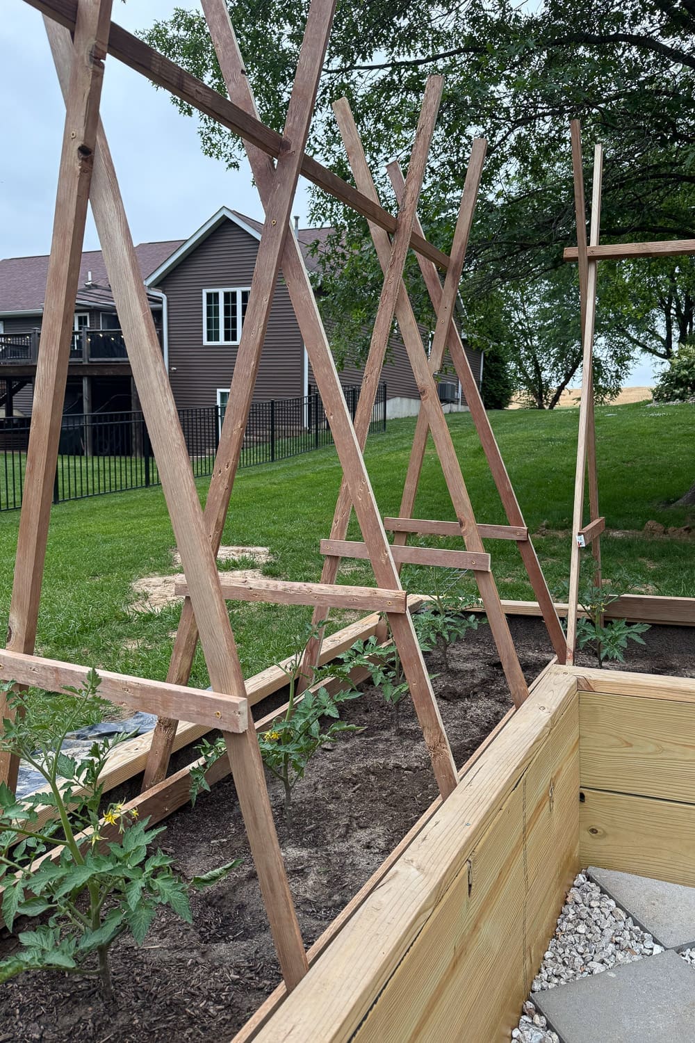 Finished DIY tomato trellis with a criss-cross lattice frame standing over a raised garden bed of young tomato plants