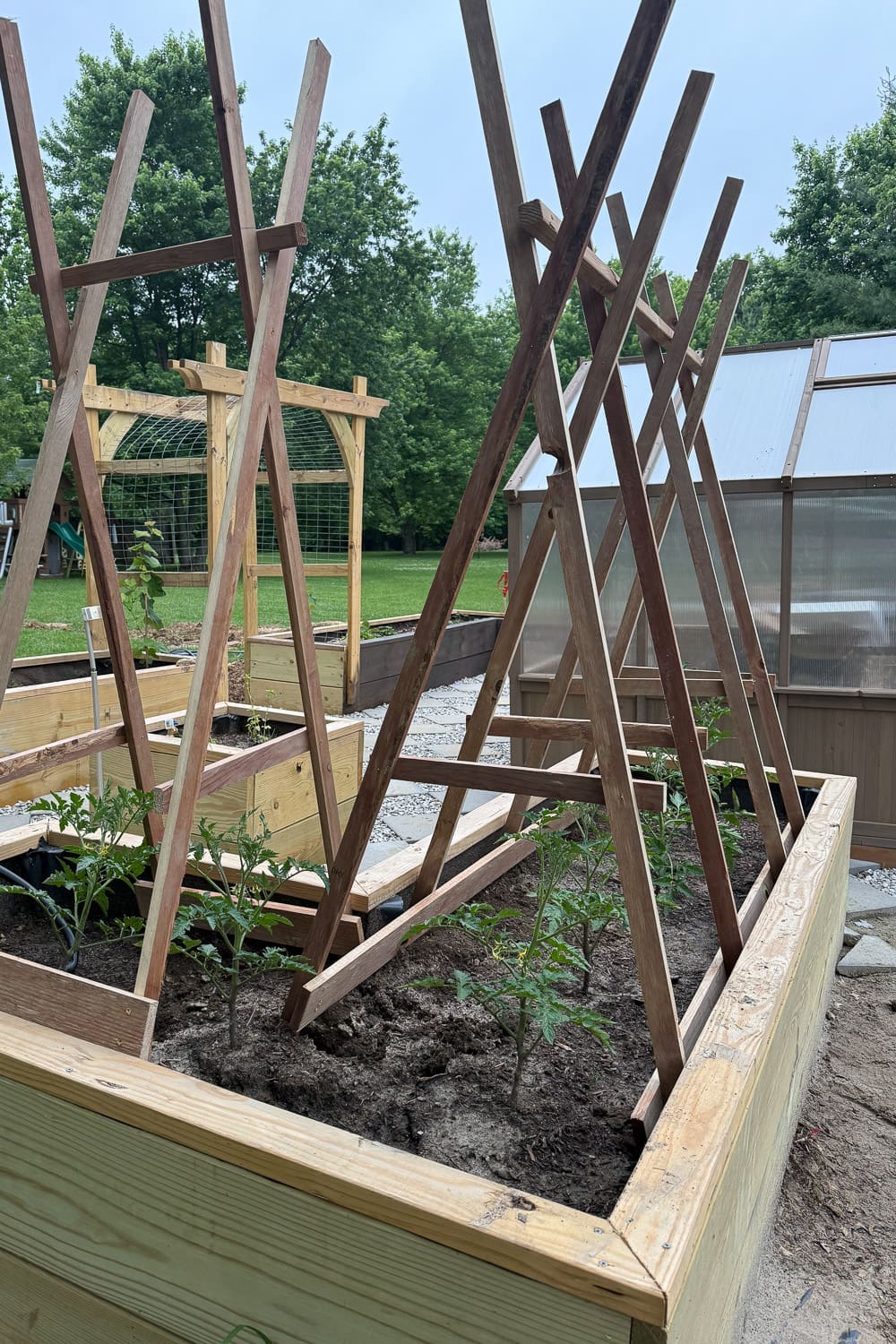 Two raised beds with DIY tomato trellises in a backyard garden, with an arched arbor and greenhouse in the background