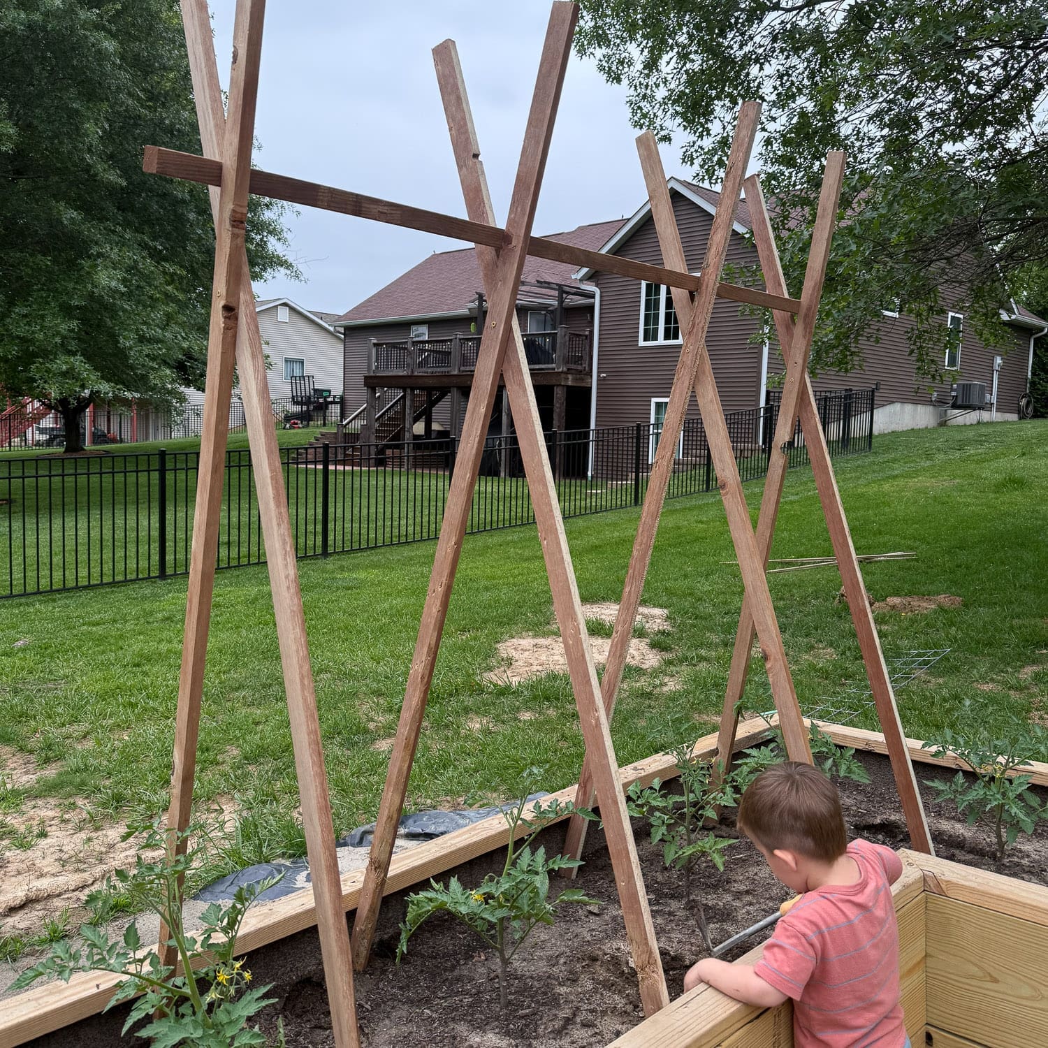 DIY tomato trellis made from criss-crossed wood stakes over a raised garden bed with young tomato plants