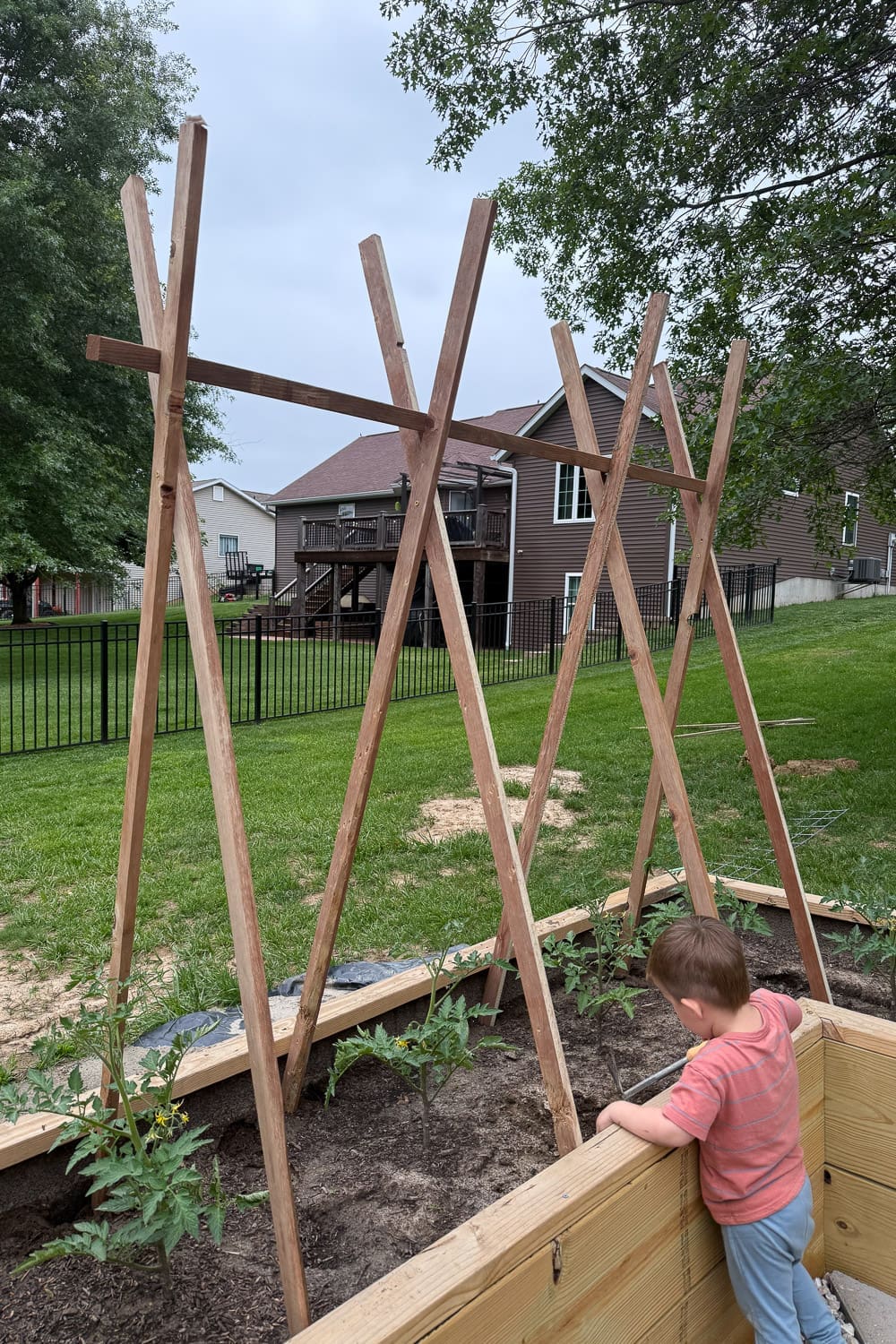 Tall DIY tomato trellis built from angled wood stakes in a raised garden bed, with a child tending tomato seedlings