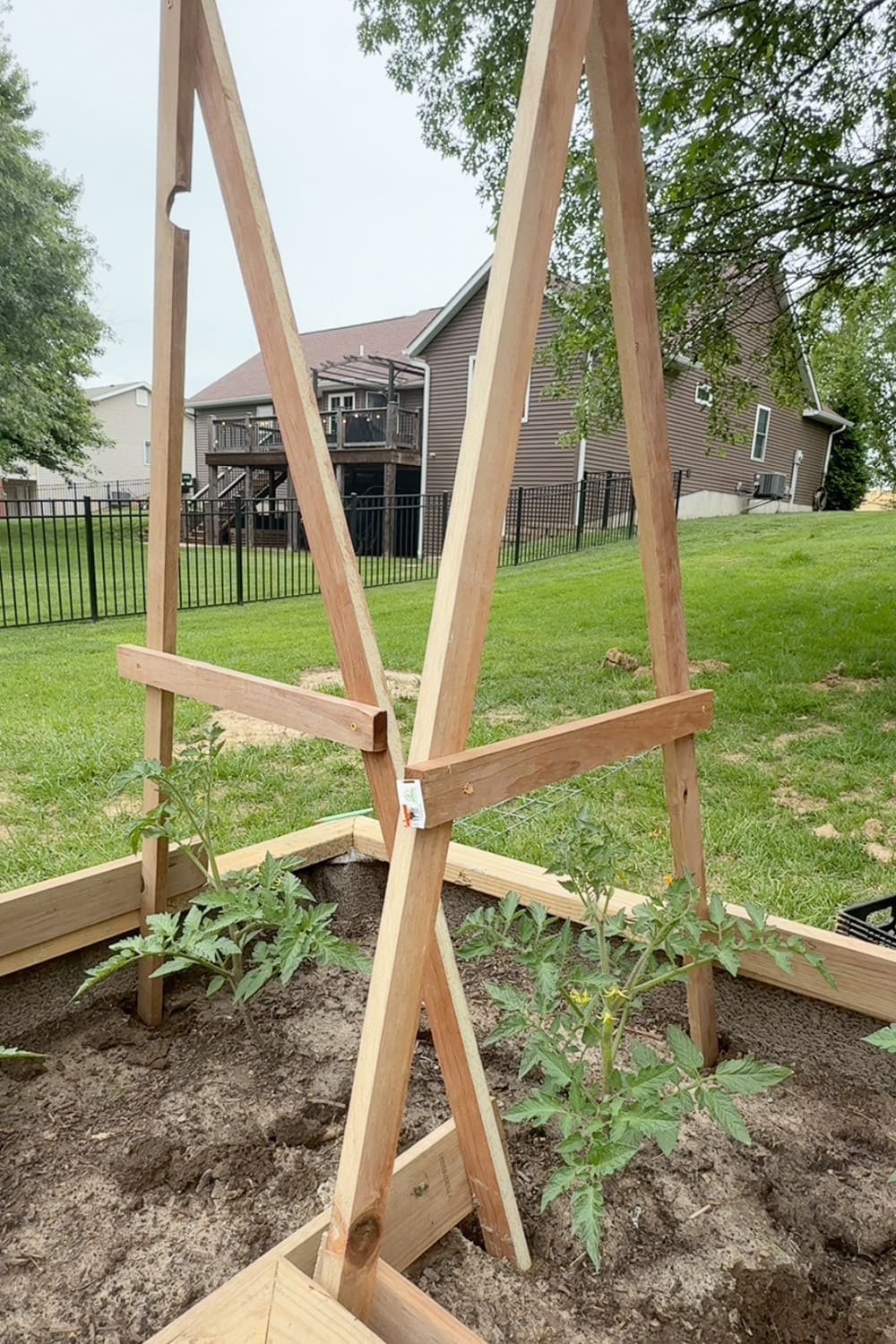 Close view of a DIY tomato trellis showing the X-shaped stakes joined by a horizontal crossbar above two tomato plants
